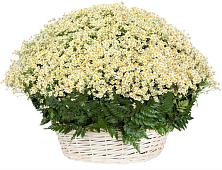 Цветочная композиция из Ромашки в корзине #REPLACE_PRED# Оханске